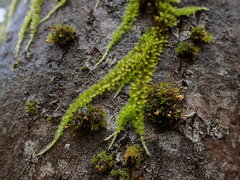 Homalothecium nuttallii