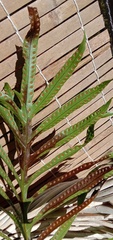 Microsorum pustulatum howense