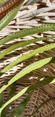 Microsorum pustulatum howense