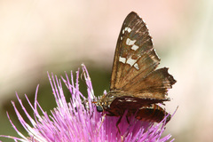 Apyrrothrix araxes