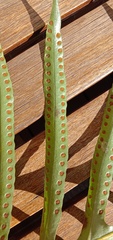 Microsorum pustulatum howense