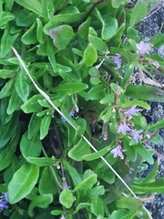 Lobelia anceps