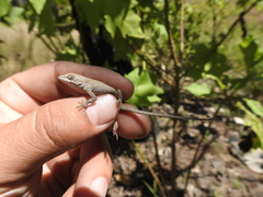 Anolis nebulosus