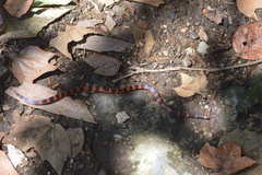 Geophis semidoliatus