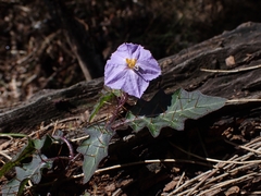 Solanum pungetium