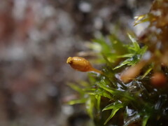 Orthotrichaceae