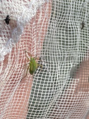 Adelphocoris lineolatus