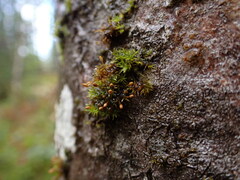Orthotrichaceae