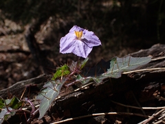 Solanum pungetium