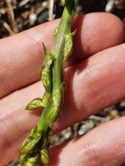 Asparagus acutifolius