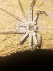 Holconia immanis