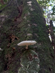 Oudemansiella australis