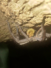 Holconia immanis