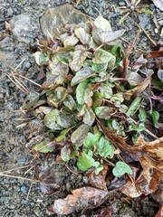 Ajuga reptans