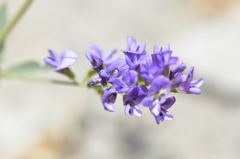 Medicago sativa