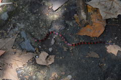 Geophis semidoliatus