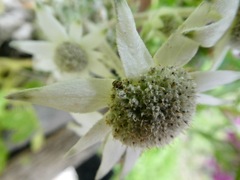 Anthrenocerus australis