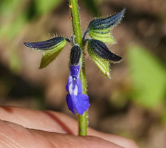 Salvia subincisa