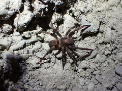 Uliodon