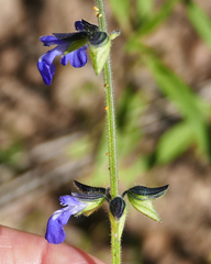 Salvia subincisa