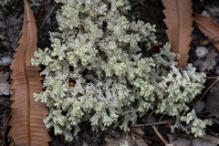 Pulchrocladia retipora