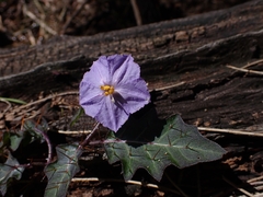 Solanum pungetium