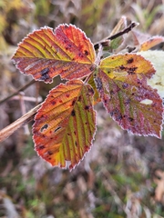 Rubus cuneifolius
