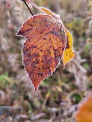 Rubus cuneifolius