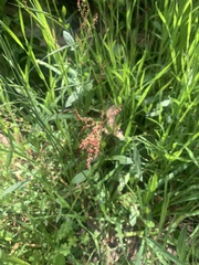 Rumex conglomeratus