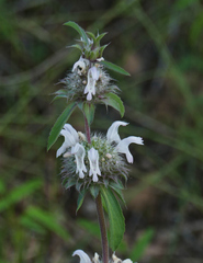 Monarda pectinata