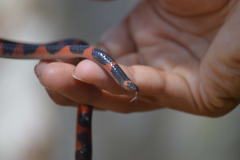 Geophis semidoliatus