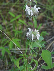 Monarda pectinata