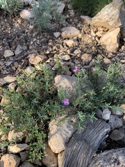 Penstemon linarioides