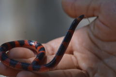 Geophis semidoliatus