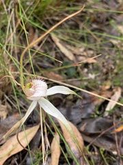Caladenia venusta