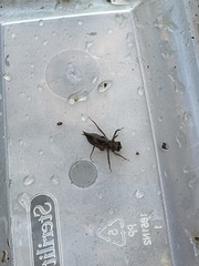 Cordulegaster erronea