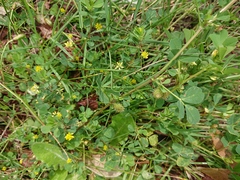 Medicago truncatula