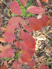 Euonymus atropurpureus