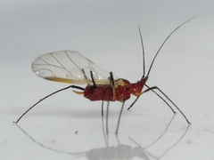 Uroleucon nigrotuberculatum