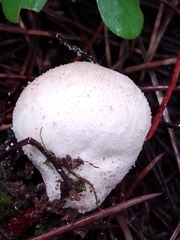 Lycoperdon pratense