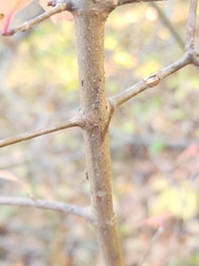 Euonymus atropurpureus
