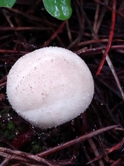 Lycoperdon pratense