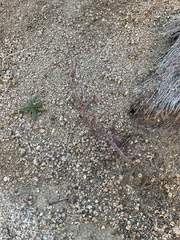 Amaranthus fimbriatus