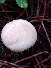 Lycoperdon pratense