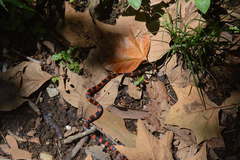 Geophis semidoliatus