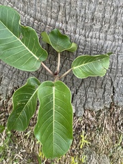 Ficus americana