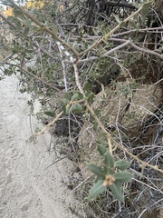 Quercus cornelius-mulleri