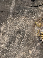 Hydrochoerus hydrochaeris