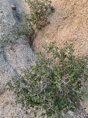 Quercus cornelius-mulleri