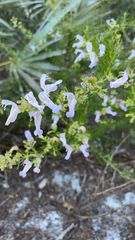 Conradina grandiflora
